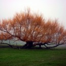 tree in mist source image